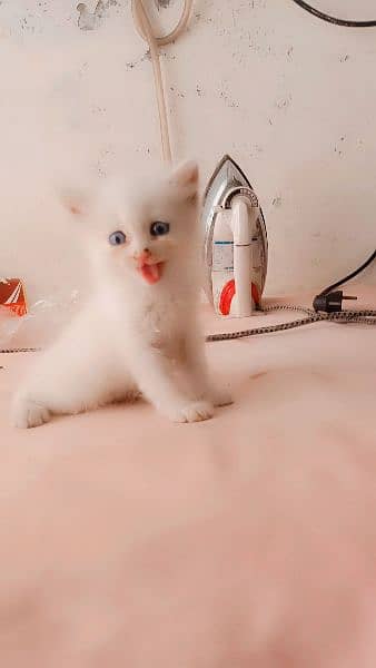 blue eyes pure persian kitten 0