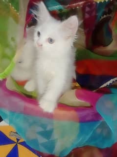 persion white kitten