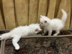 Persian kittens