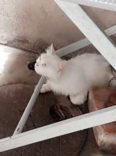 for sale parshan cat