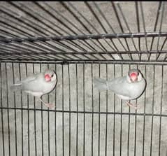 2 silver Java breeder male. exchange possible lovebirds Gouldian cage