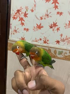 lovebird fisher