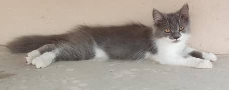 Persian Kittens For Sale