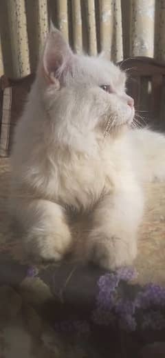 Persian cat