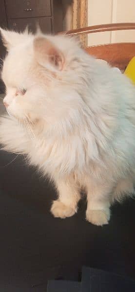 Persian cat 3