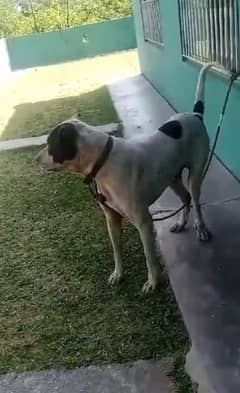 Bully dogs