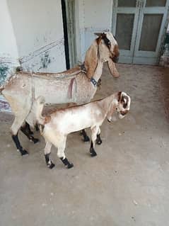 original barbani goat set location khanewal