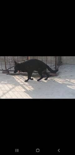 Black German Shepherd For Sale (Pink Pedigree)