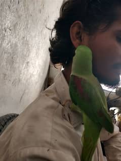 raw Perrot female Kashmiri
