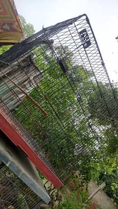 parrot cage sale