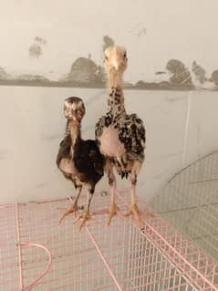 aseel chicks pair healthy and active