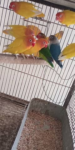 Lovebirds