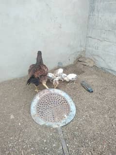 Aseel Hen with 5 Chicks
