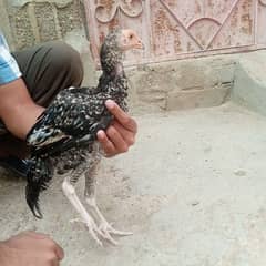 Pure Aseel Mianwali Pathe 3 Males 1 Female 2000 for each