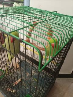 Hand tamed ringneck parrot pair