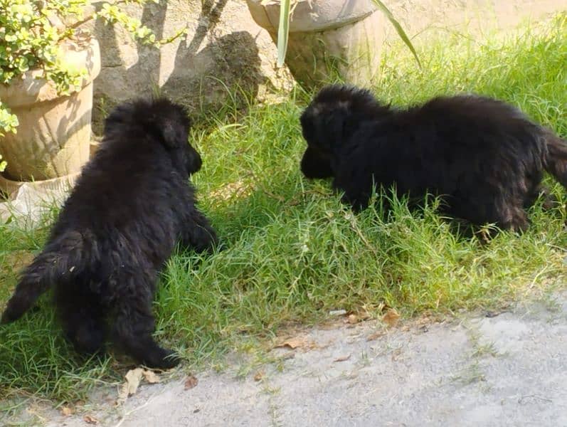 Black German shepherd/ German shepherd puppies available for sale 2