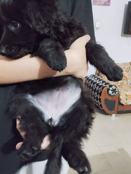 Black German shepherd/ German shepherd puppies available for sale 3