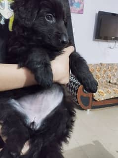 Black German shepherd/ German shepherd puppies available for sale