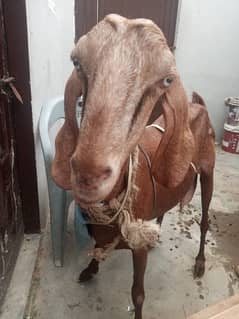 bakri