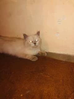 Persian Cat For Sale Male and female