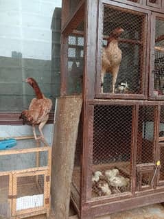mianwali Aseel 02 hen's + chicks and one young male