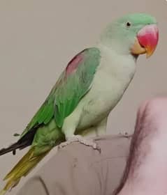 1 pice raw parrot