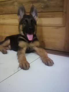 German Shepard top quality  female for sale