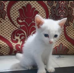 Blue eyes russian cat