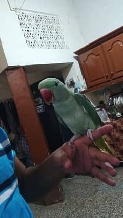 raw parrot for sale