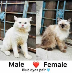 blue eyes pair for sale with extra fur