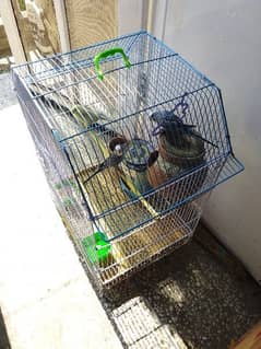 04 x budgie birds with cage