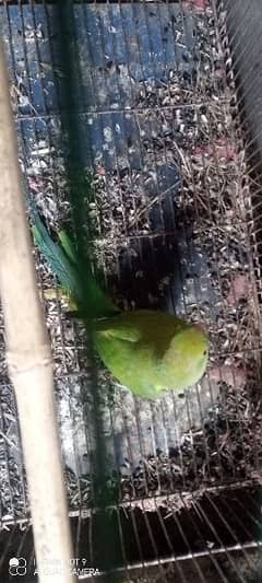 no hand tame parrot only 4500 rupees WhatsApp 0346503653