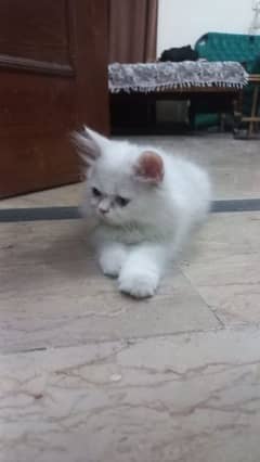 white persian kitten
