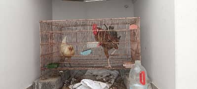 desi chicken pair for sale 0