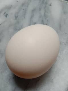 pure aseel eggs only call