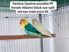 Green opaline/opline/Fishers/Albino/cremino/bluepastel/Lovebirds/setup