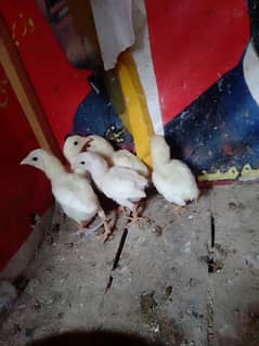 HEERA chicks