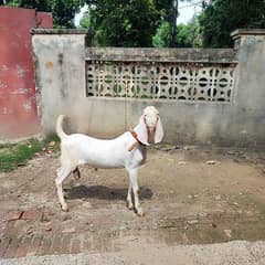 Rajan Puri Bakra For sale 8-9months age