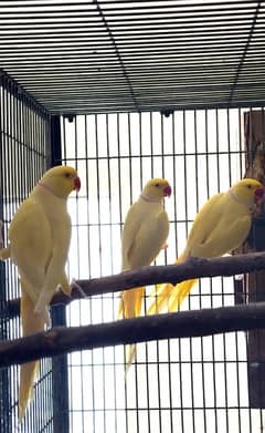 yellow ringneck breeder male ringneck