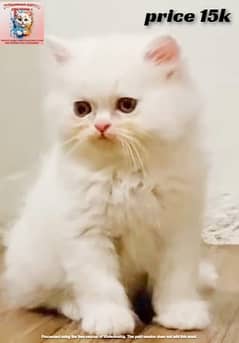 persian cat | punch face persian kitten | triple coated |piki face cat