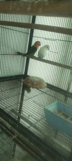 lovebird for sale