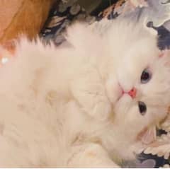 MALE CAT FEMALE CAT KITTENS AVAILABLE WHATSAPP MUMBER 03366664860