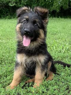 German shepherd dog