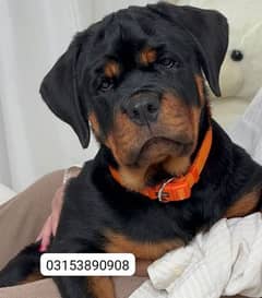 rottweiler puppies available pedigree puppies