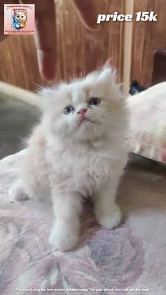 persian kitten|persian punch face cat| piki face kitten |triple coated
