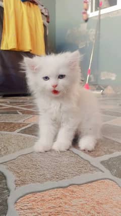 1 adult pair+ 5 kittens for sale