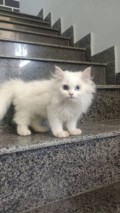 white kittens for sale