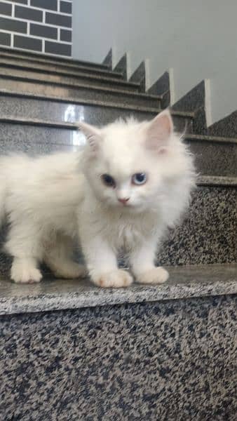 1 white pair or 1 kitten for sale 2