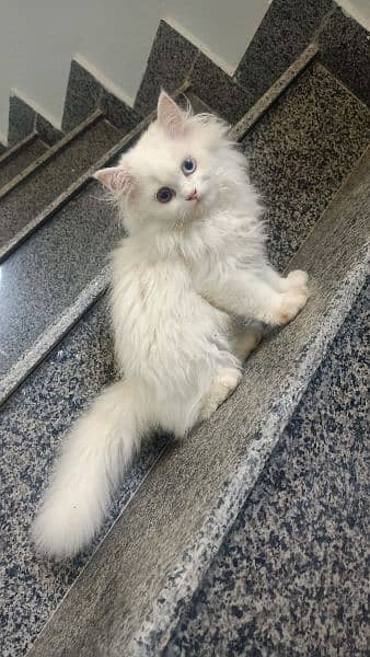 1 white pair or 1 kitten for sale 1