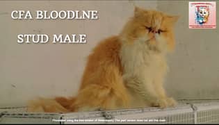 persian cat | CFA persian kitten |oreo persian cat |male cat for stud
